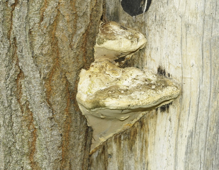 Aphyllophorales romano